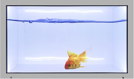 Hologram Transparent Display